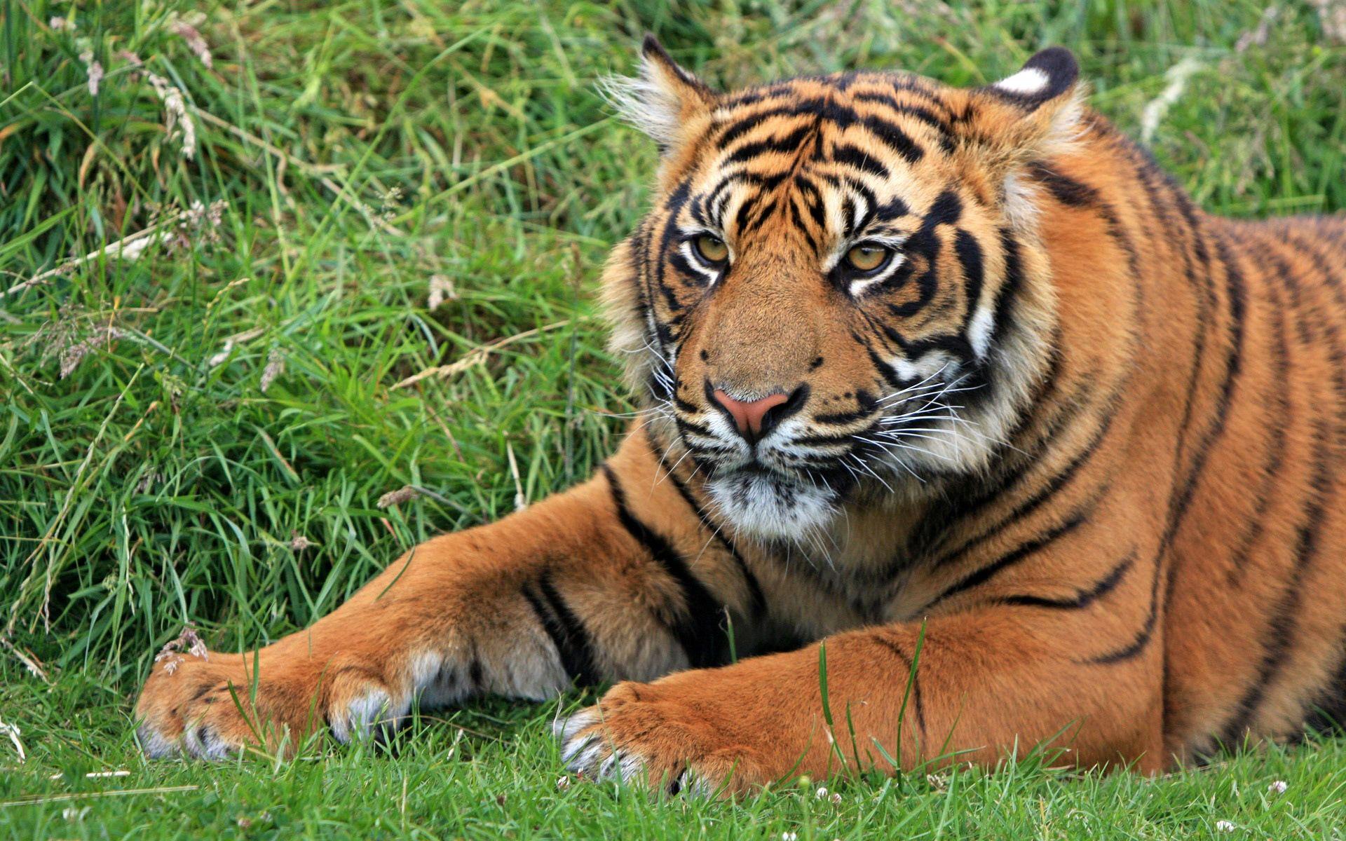 Wild Sumatran Tiger Wallpaper