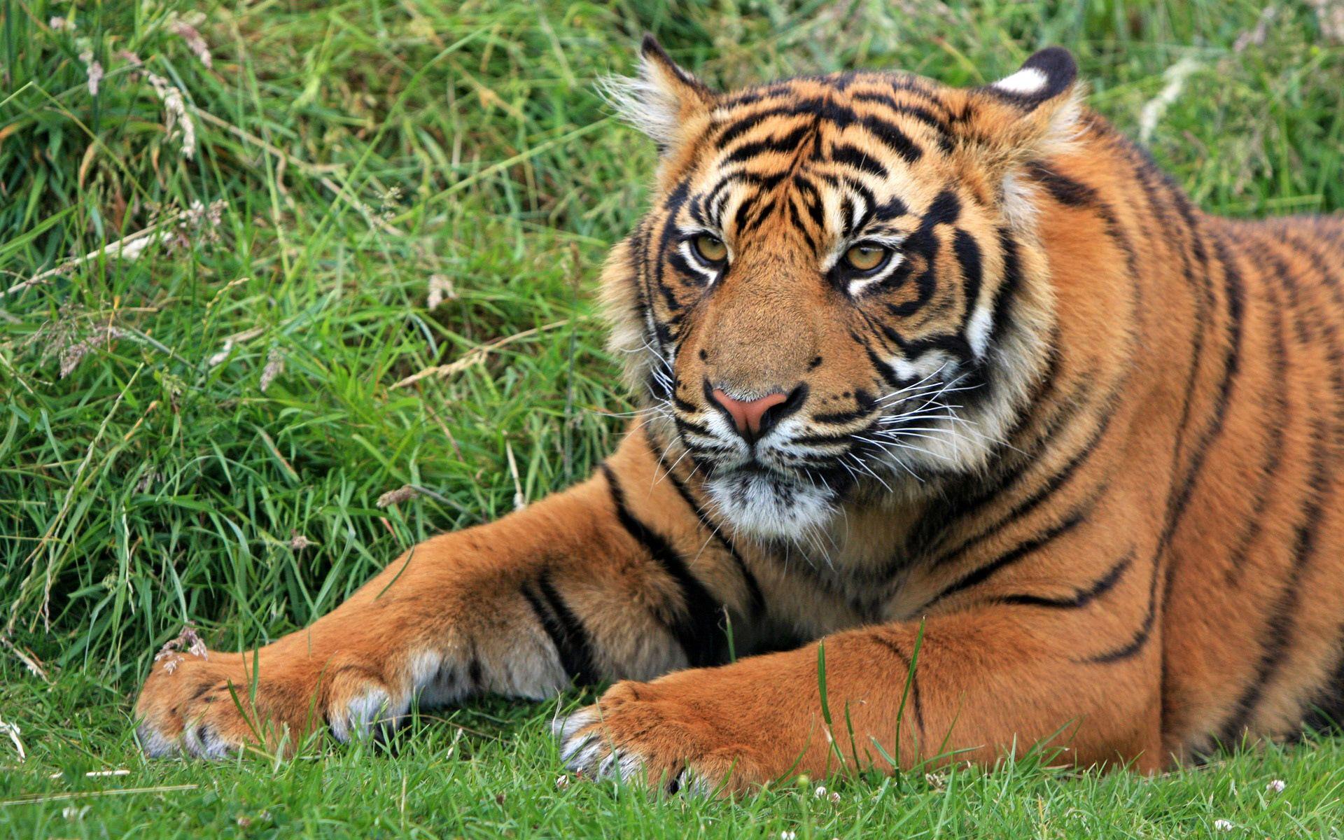 Wild Sumatran Tiger Wallpaper