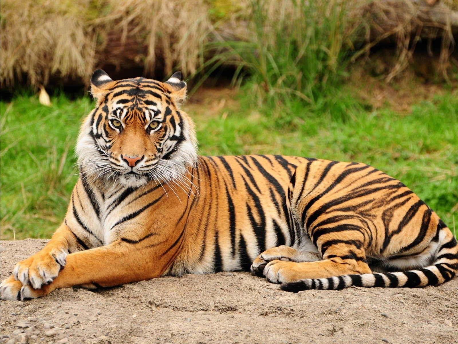 Best HD Sumatran Tiger Wallpaper