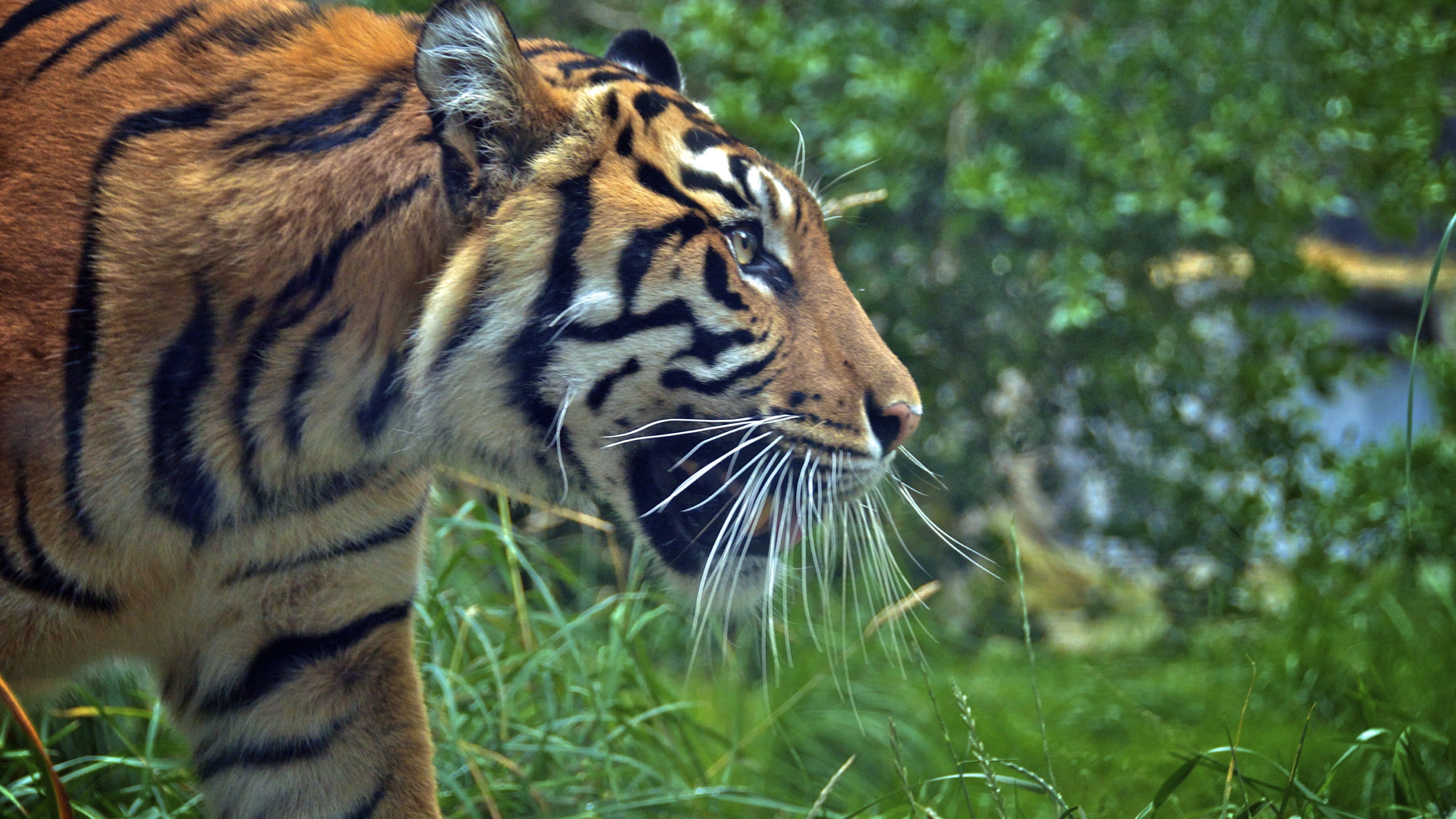 Sumatran Tiger at Zoo HD Wallpaper · 4K
