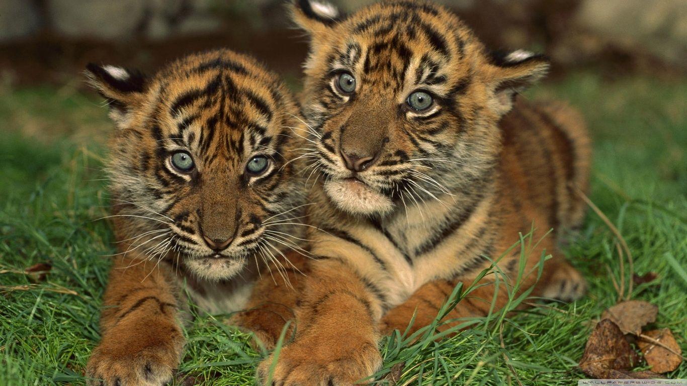 Sumatran Tiger Cubs ❤ 4K HD Desktop Wallpaper for 4K Ultra HD TV