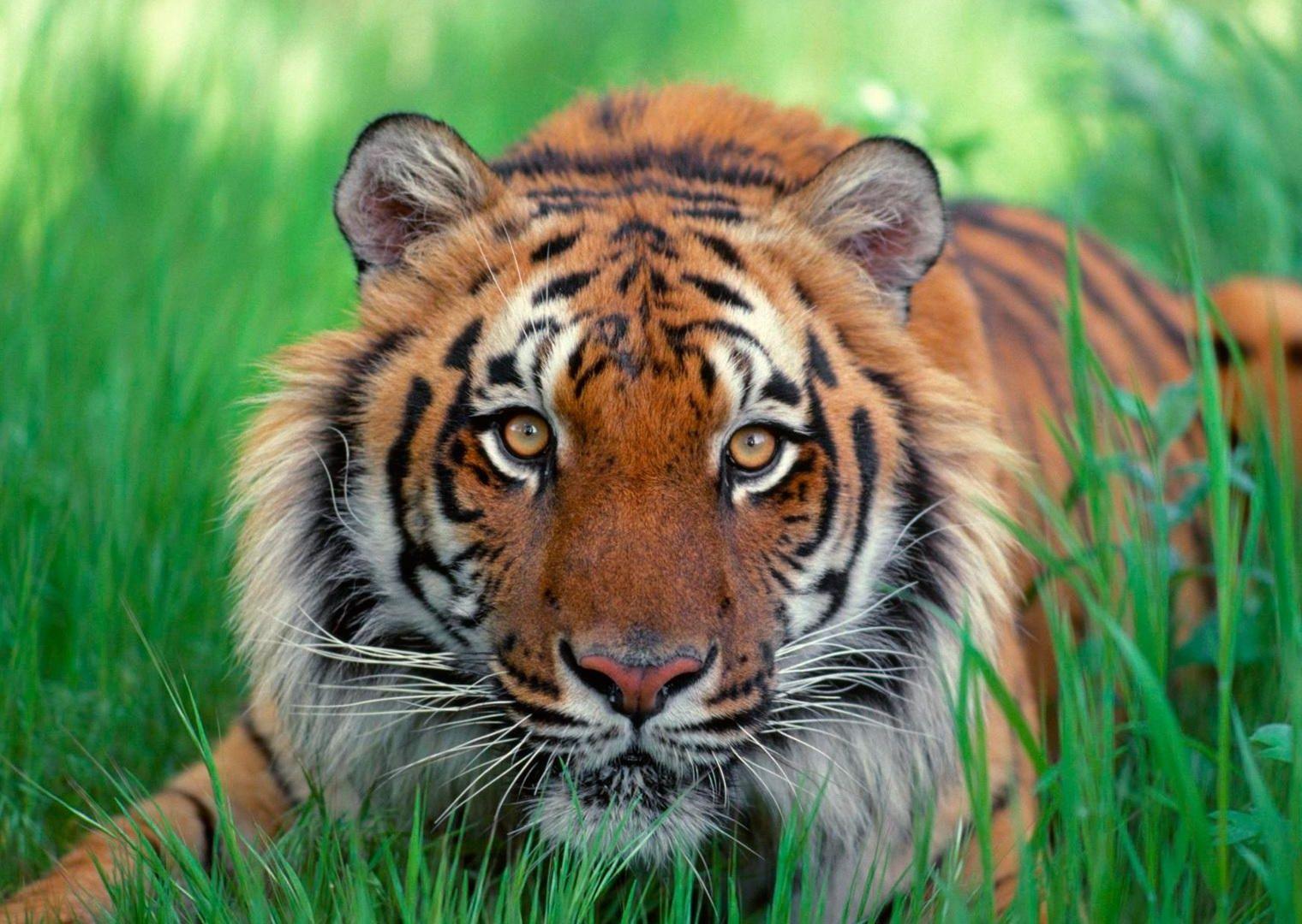 Pink Tiger. Tigers, Bengal tiger and Animal