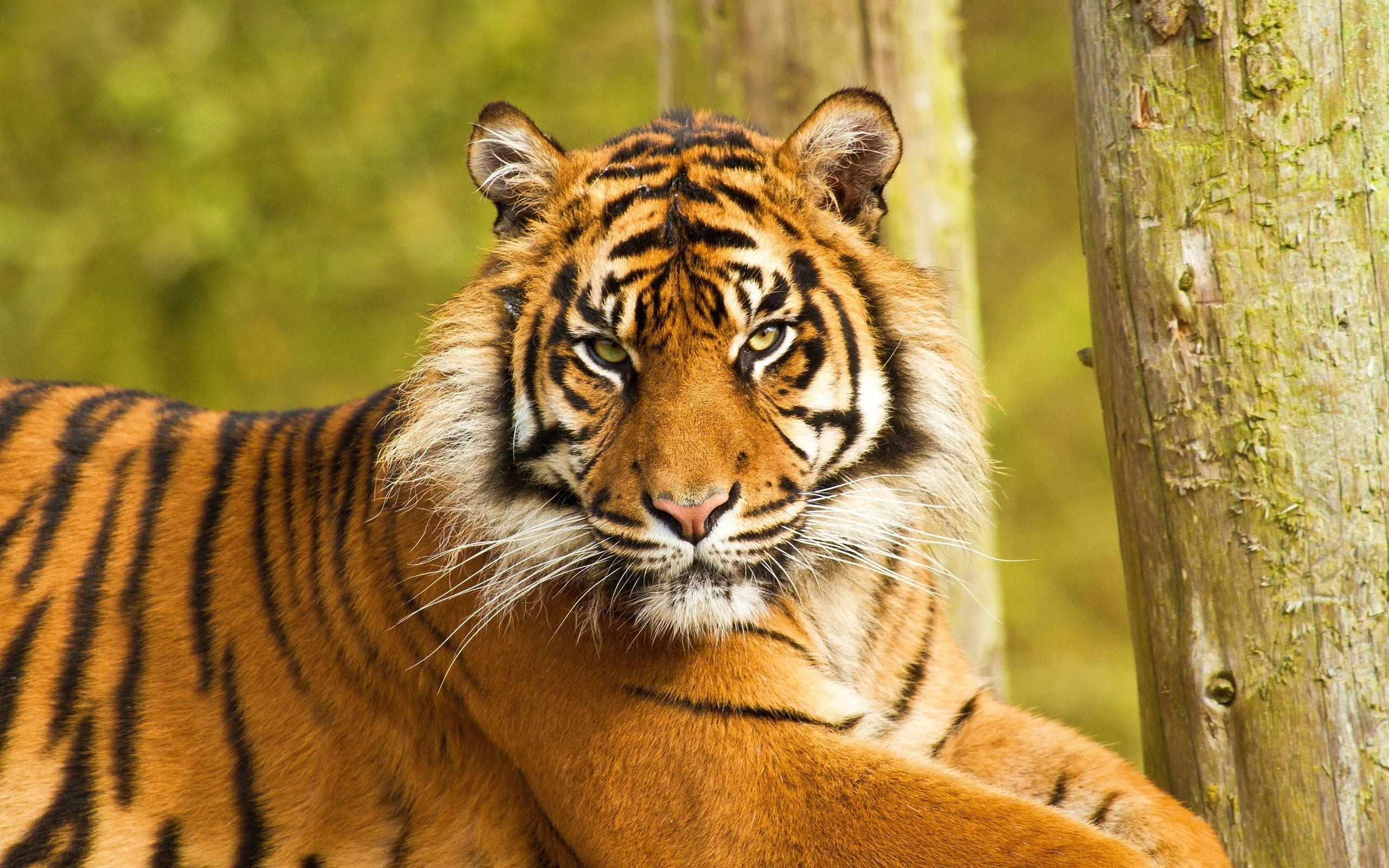 Sumatran Tiger Posing. Photo and Desktop Wallpaper