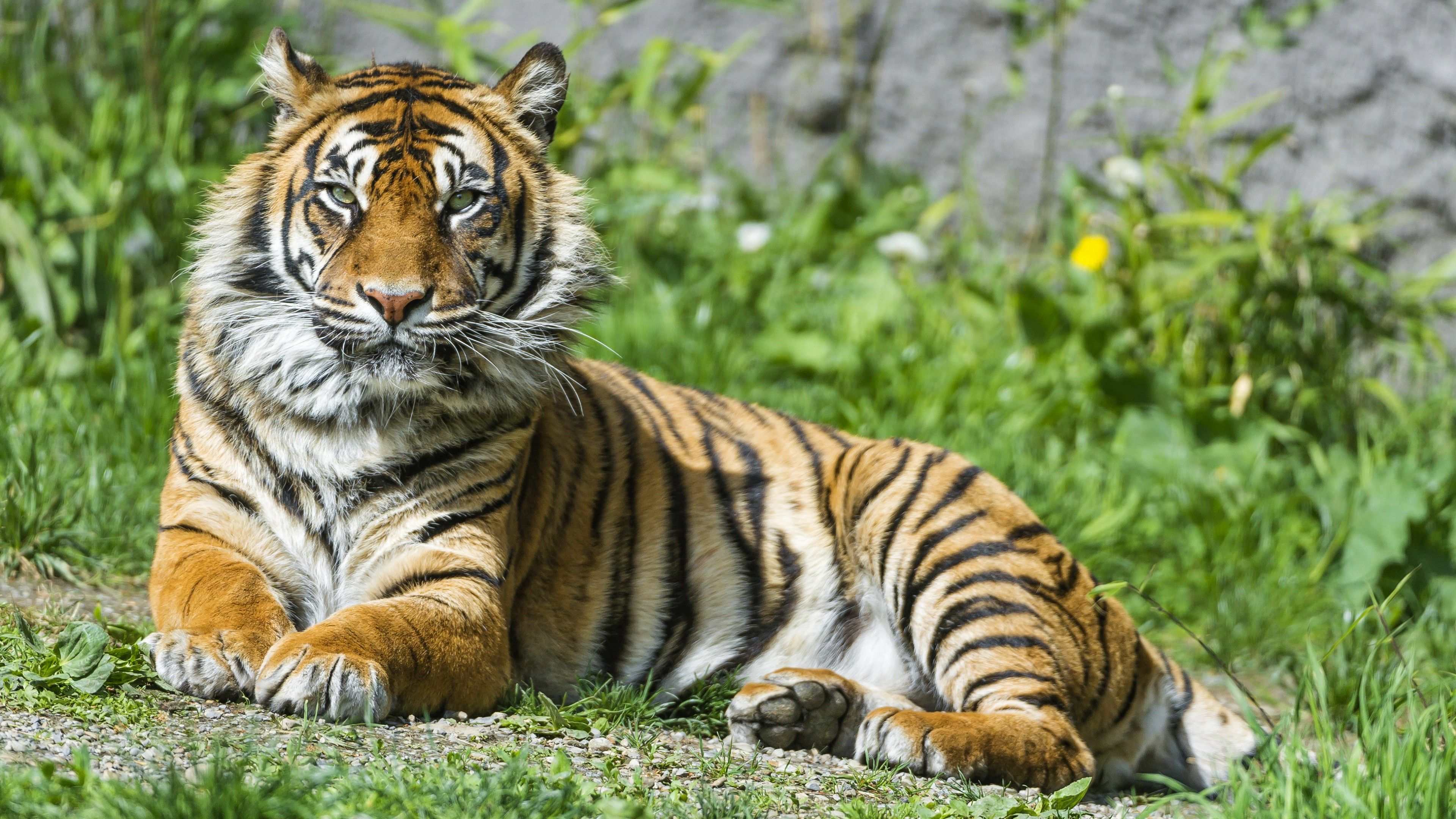 Wallpaper Sumatran tiger, Beautiful, Tigress, Female, 4K, Animals