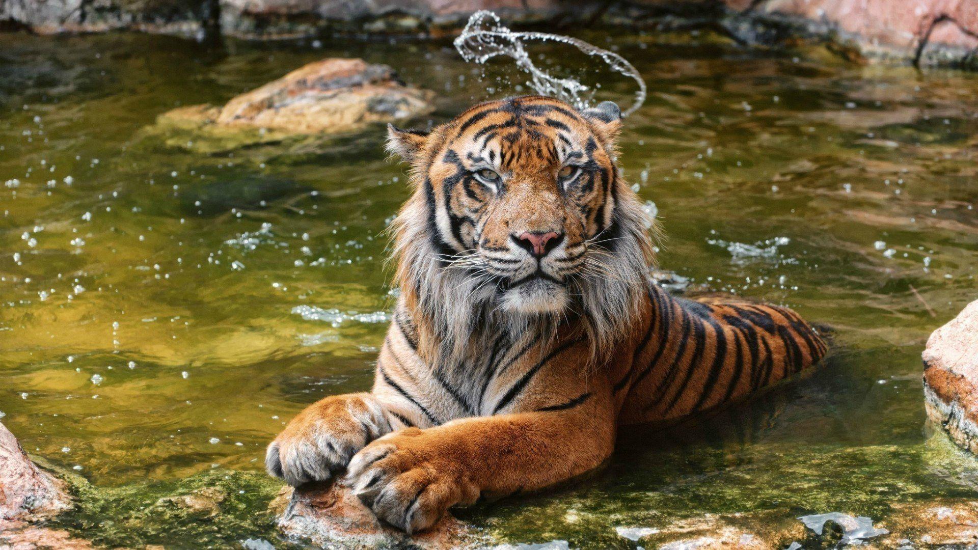 Animals Wild cats Sumatran Tiger in water 095698