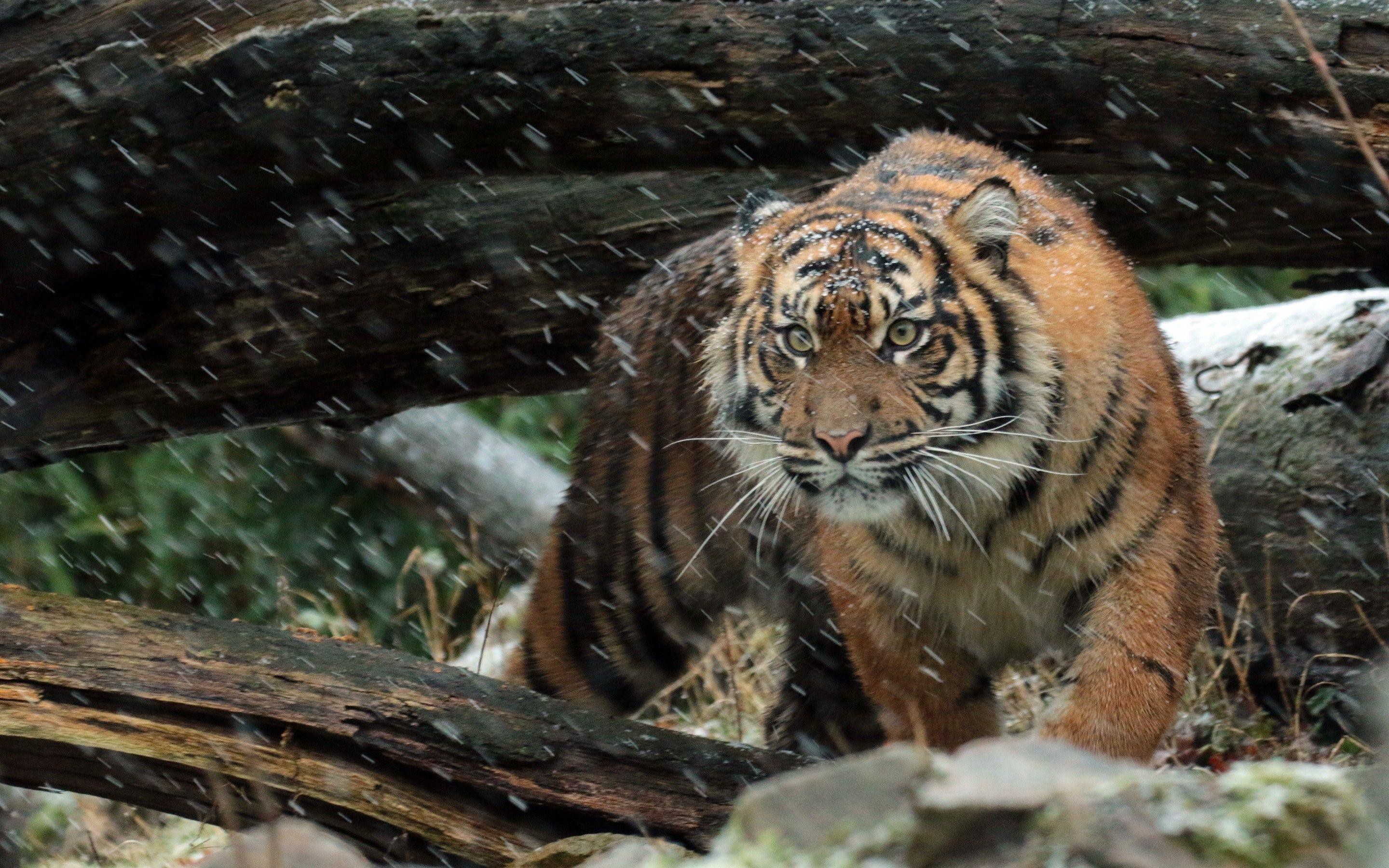 Wallpaper Sumatran tiger, Wild tiger, 4K, Animals