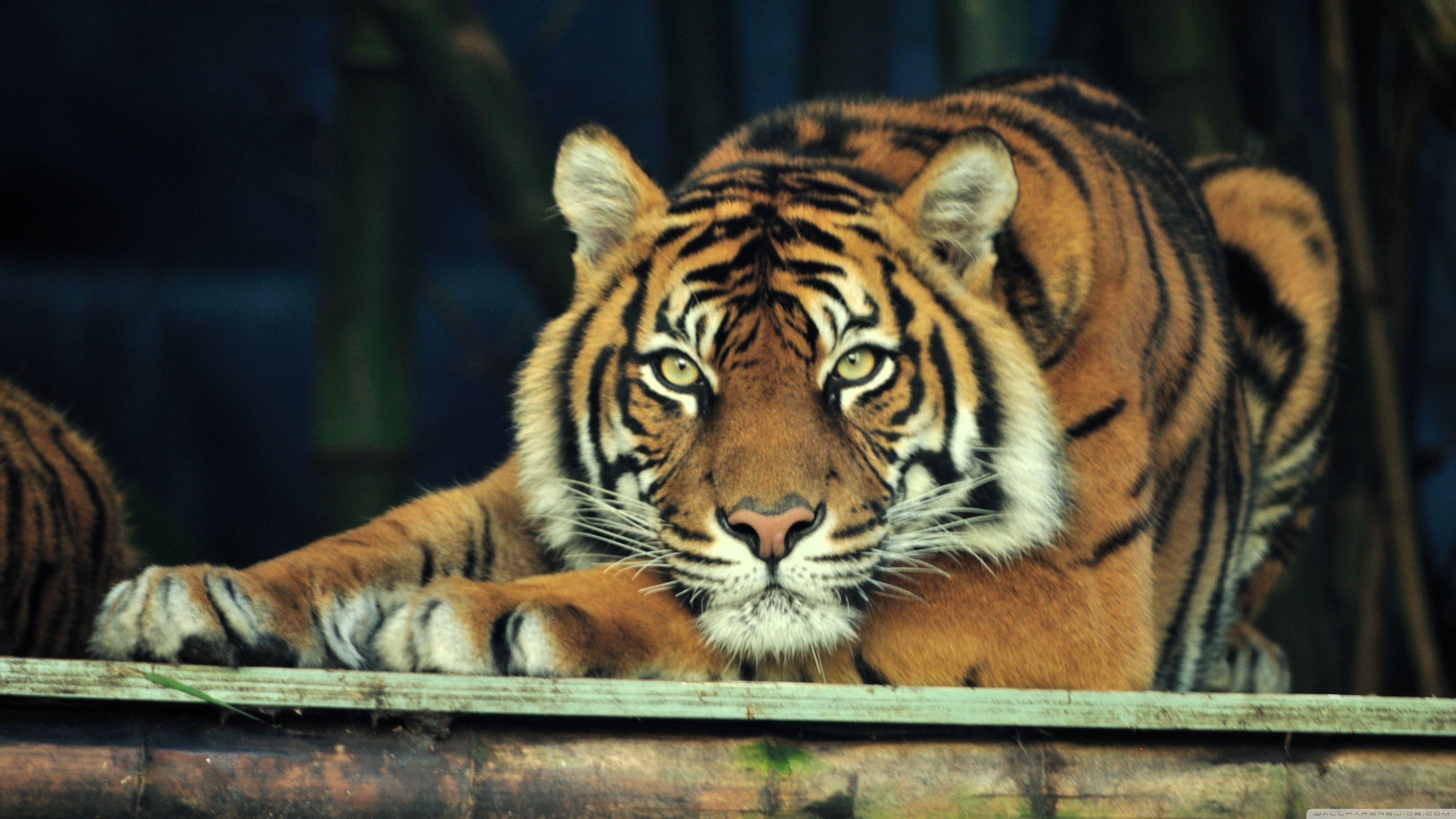 Sumatran Tiger ❤ 4K HD Desktop Wallpaper for 4K Ultra HD TV