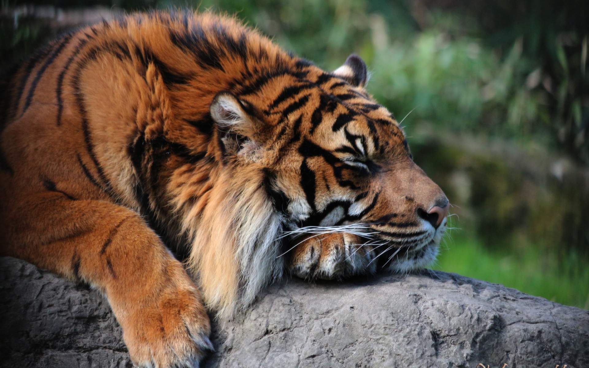 Sumatran Tiger Wallpaper HD Download For Desktop & Mobile