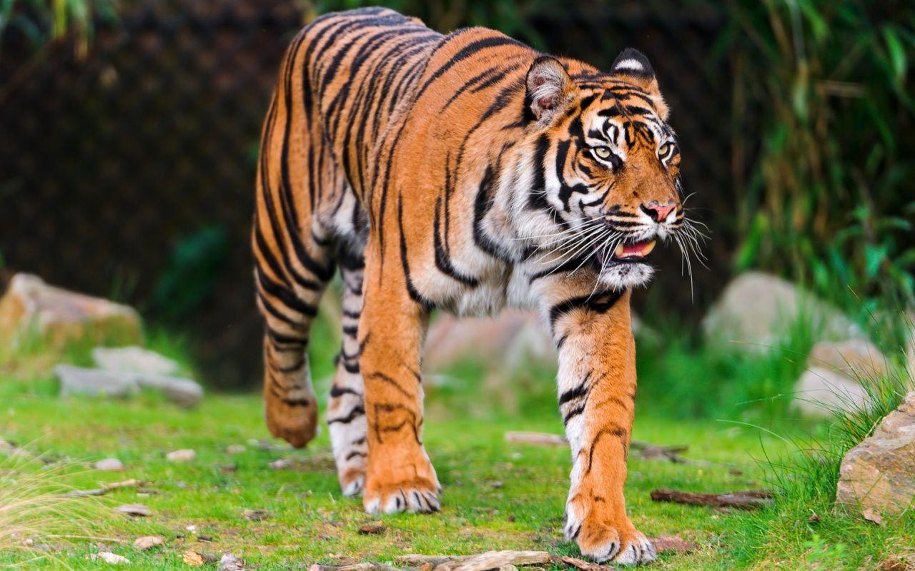 Tiger Wallpaper: Sumatran Tiger Wallpaper