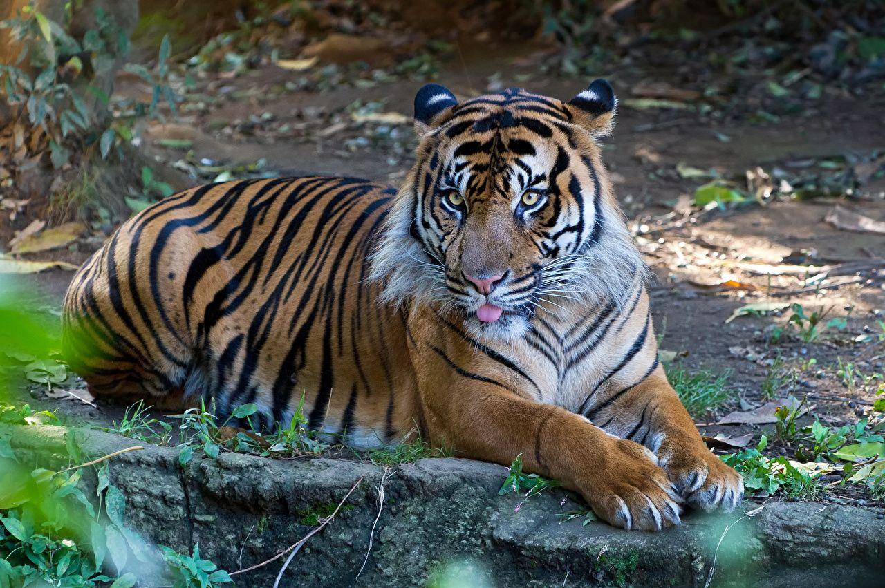 Sumatran tiger Tigers Paws Animals