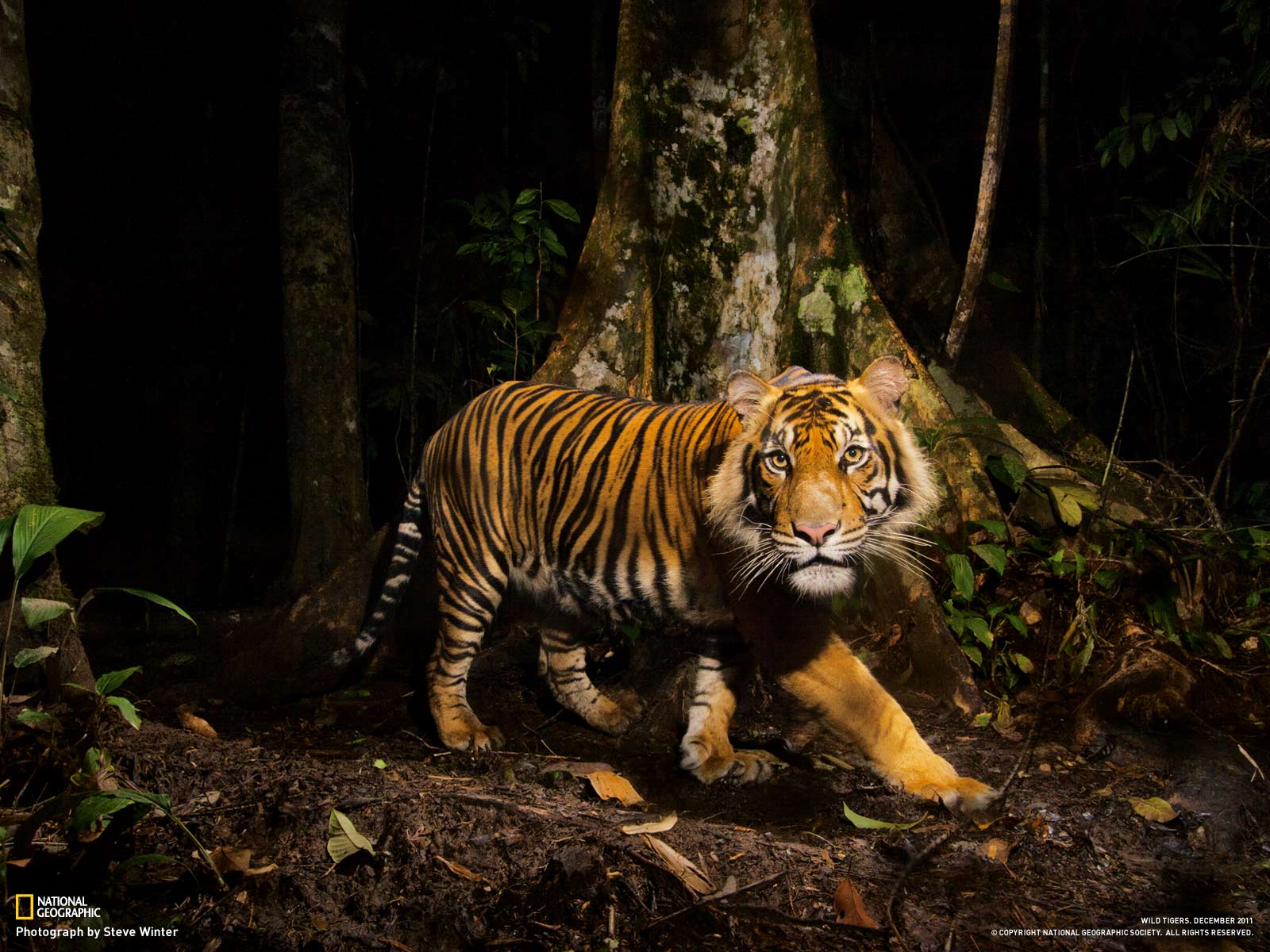 Sumatran Tiger Wallpapers Wallpaper Cave