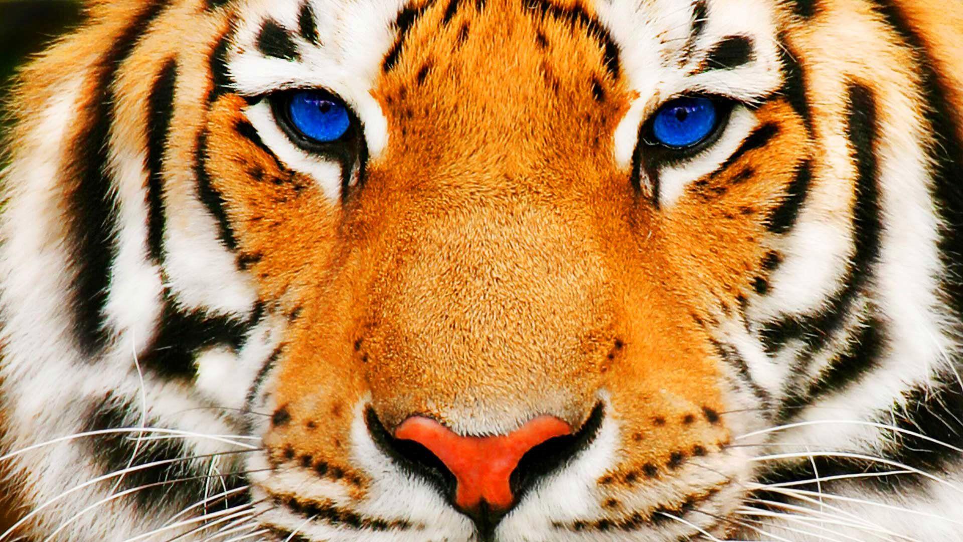 Betfred Games Sumatran Storm Slot £5 Risk Free Bonus At