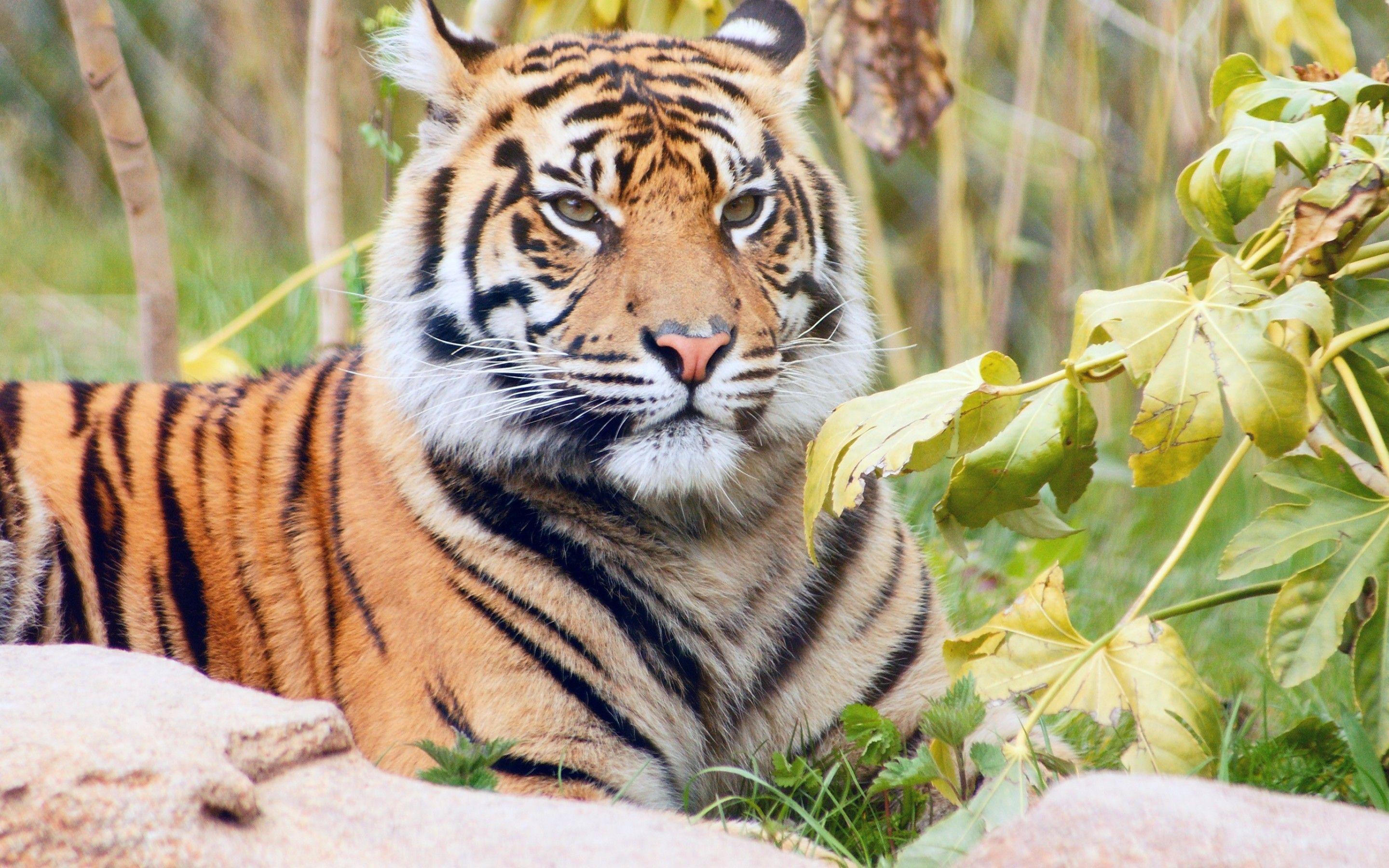 Wallpaper Sumatran tiger, Closeup, HD, Animals