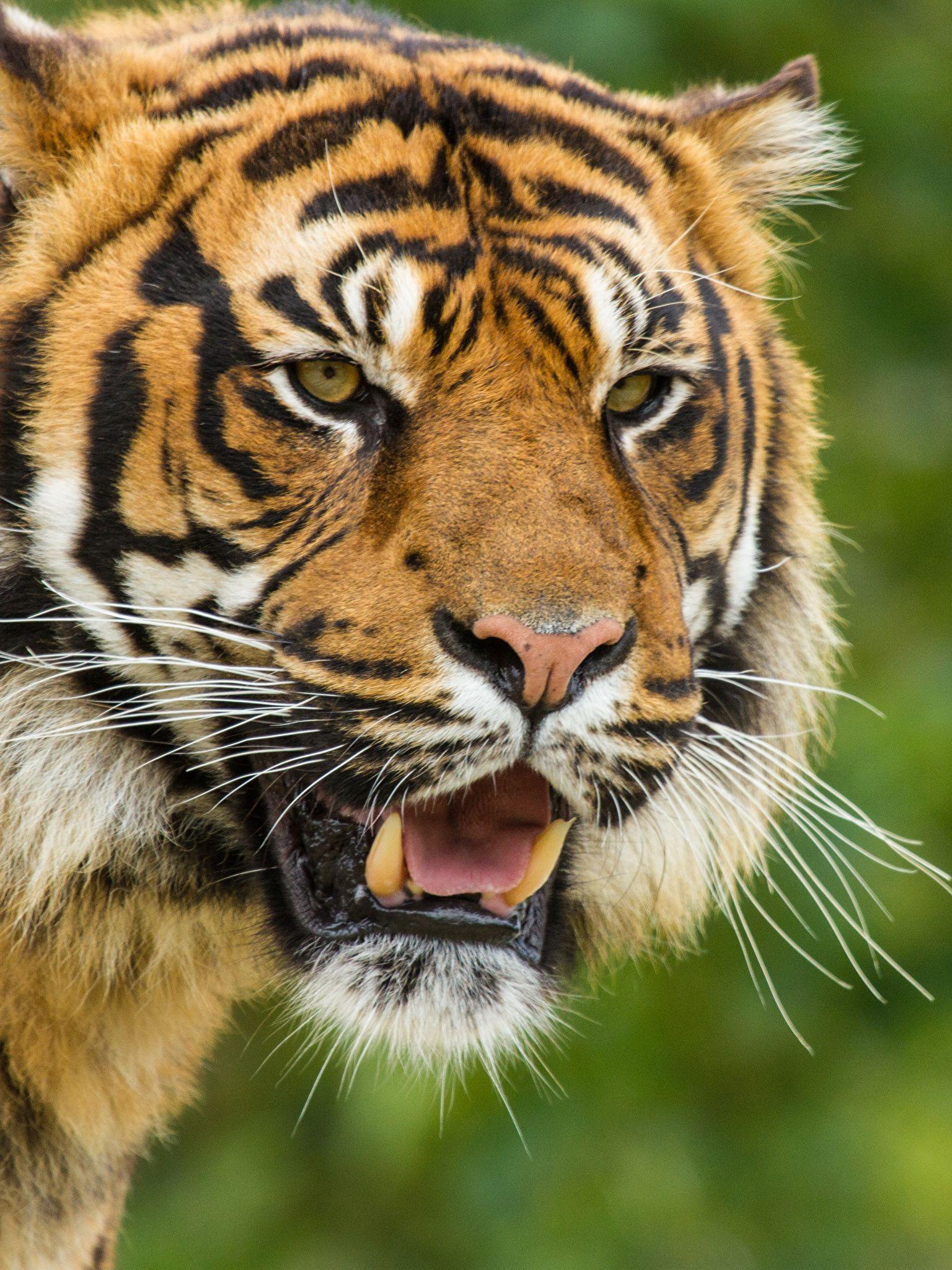 Sumatran Tiger Wallpapers Wallpaper Cave