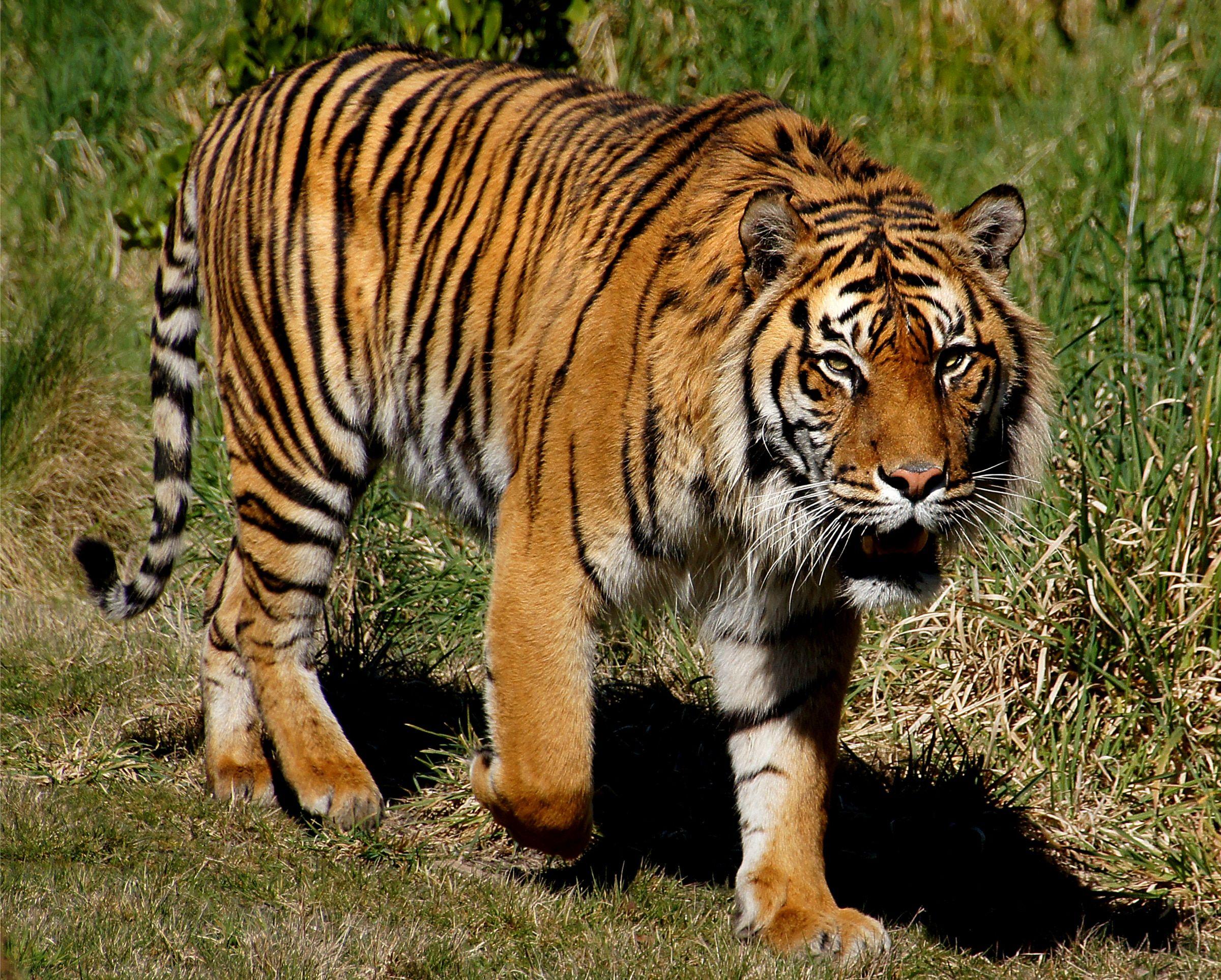 Sumatran tiger walking free image