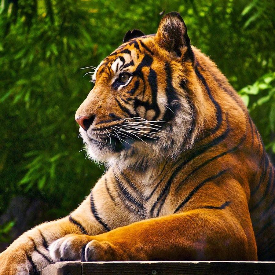 Tiger Live Wallpaper Apps on Google Play