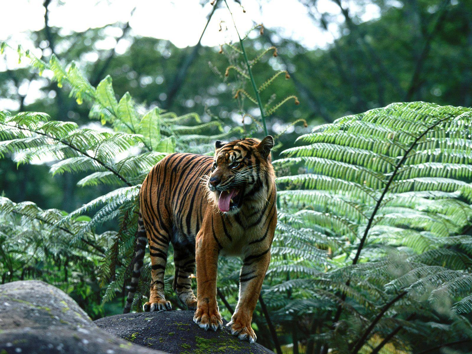 Download Master Of His Domain, Sumatran Tiger Wallpaper, Picture