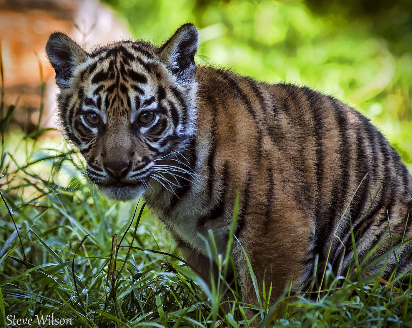 Sumatran tiger