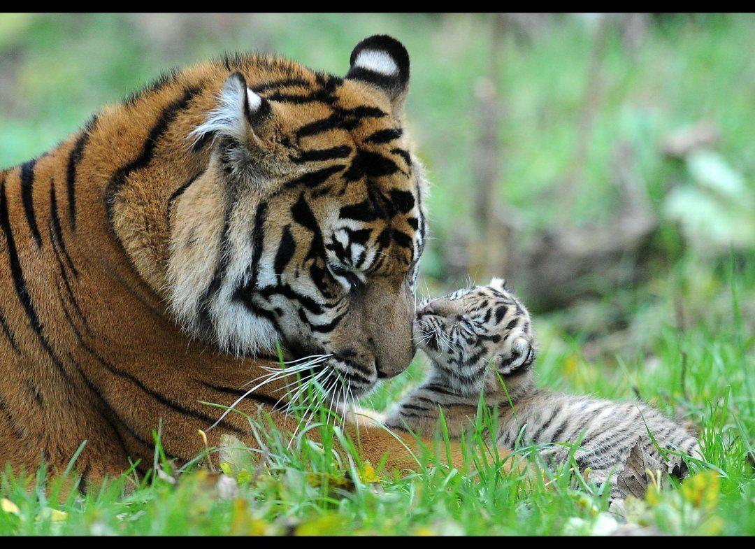 PHOTOS: Rare Tiger Cubs Make Their Debut. Tigers, Tiger cub