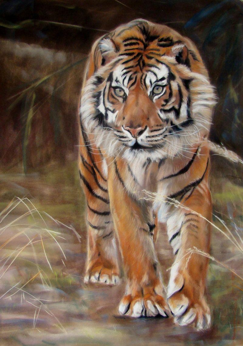 Sumatran Tiger By Eline Portraits