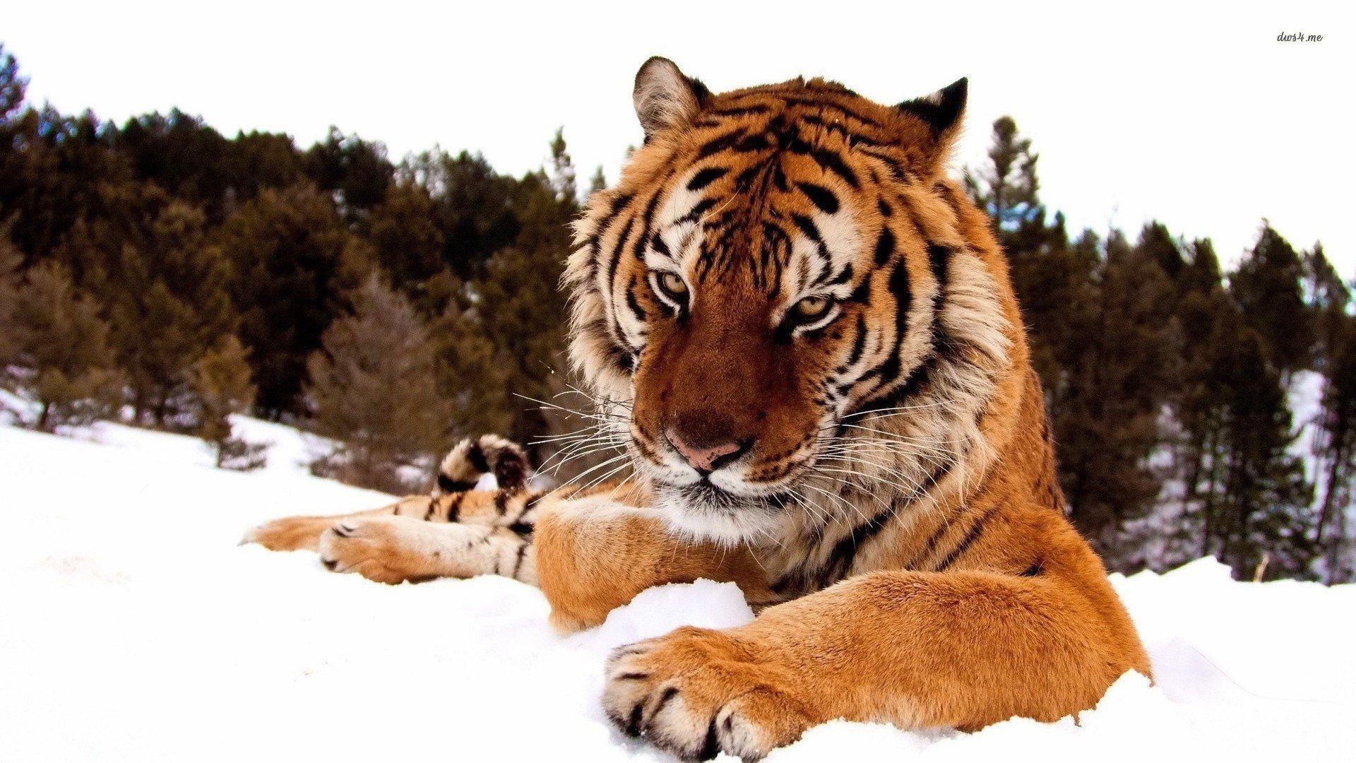 Sumatran Tiger In The Snow