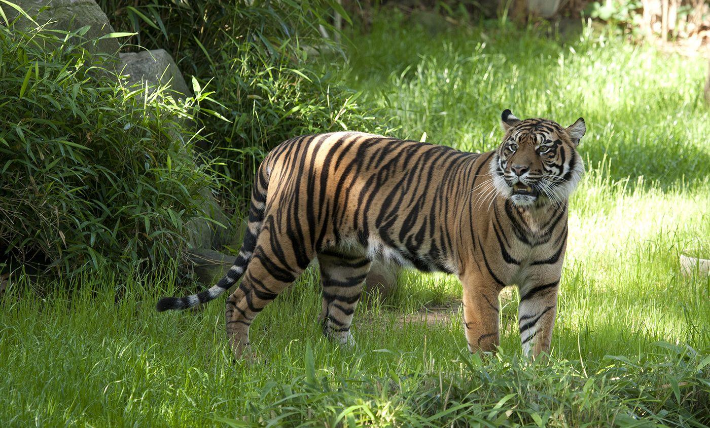 Sumatran Tiger Wallpapers - Wallpaper Cave