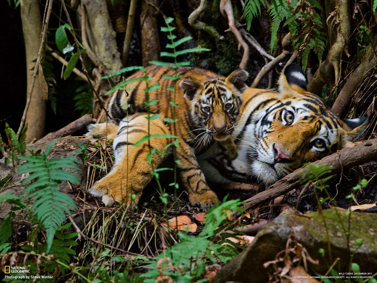 Tigers Gallery Geographic Magazine
