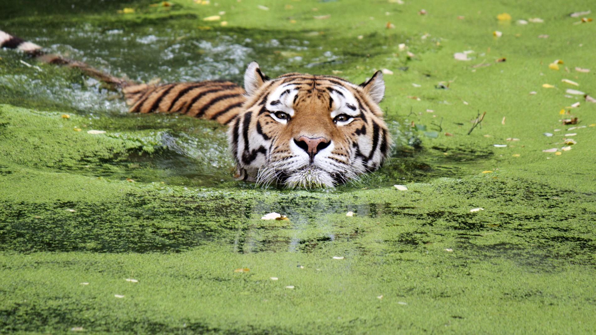 Tiger Swimming.ngsversion.1467295893295.adapt.1900