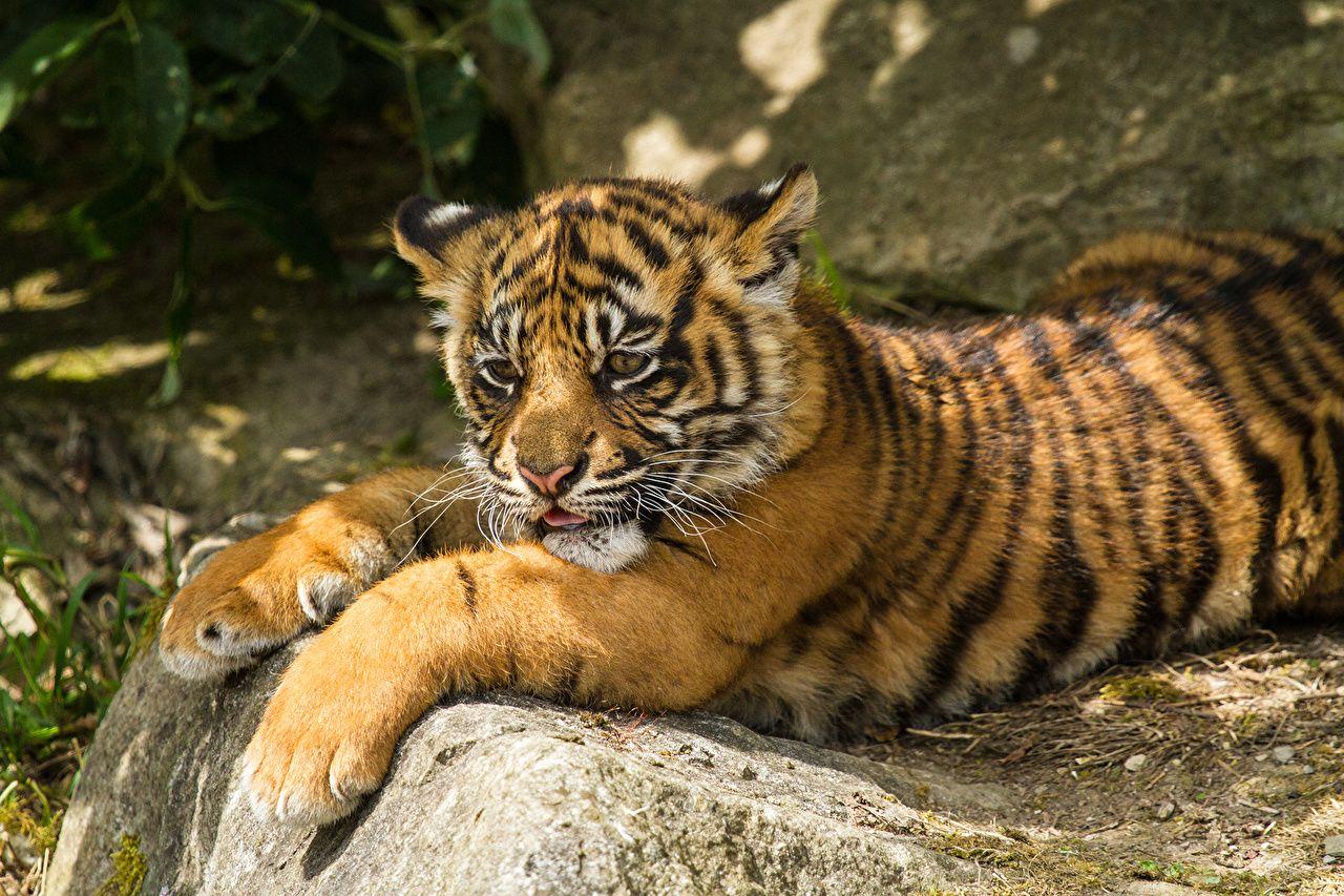Sumatran tiger Tigers Cubs Paws Animals