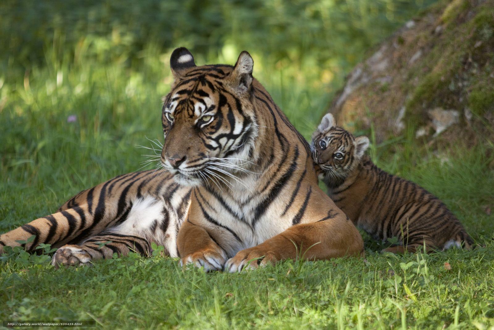 Download wallpaper sumatran tigers, Parken zoo, ESKILSTUNA, Sweden