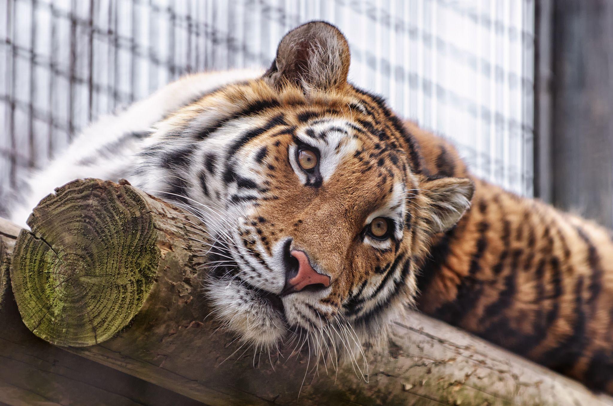Wallpaper Sumatran tiger, Almaty zoo, Kazakhstan, Animals