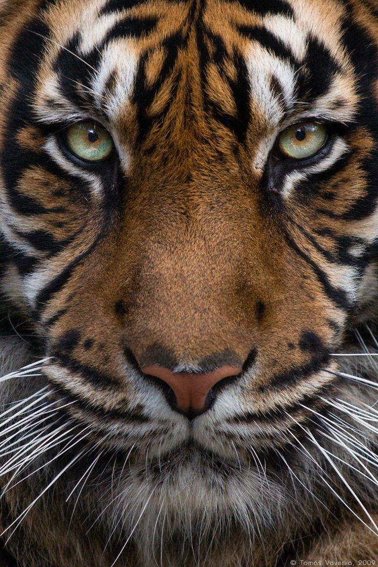 The best Tiger wallpaper ideas. Tiger wallpaper