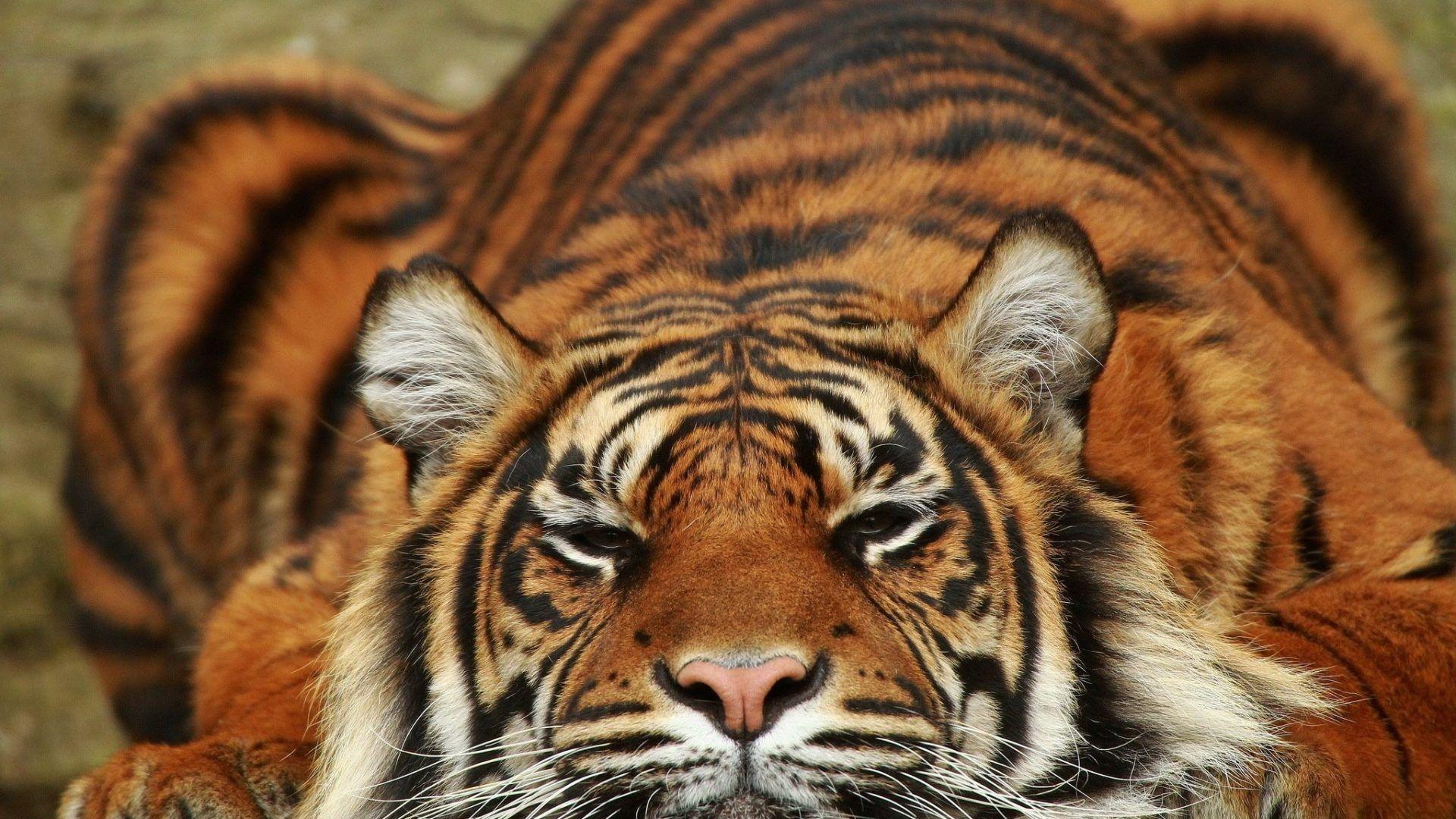 Lies Tag wallpaper: Cat Lies Bed Red Full HD Wallpaper Of