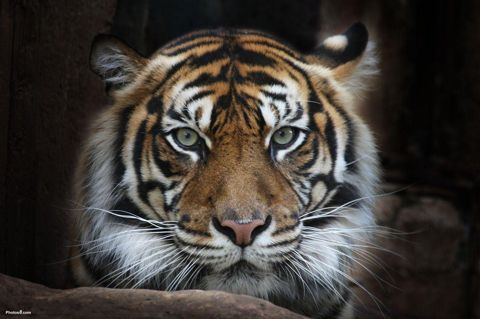 Leone Leveanasiga: Sumatran Tiger