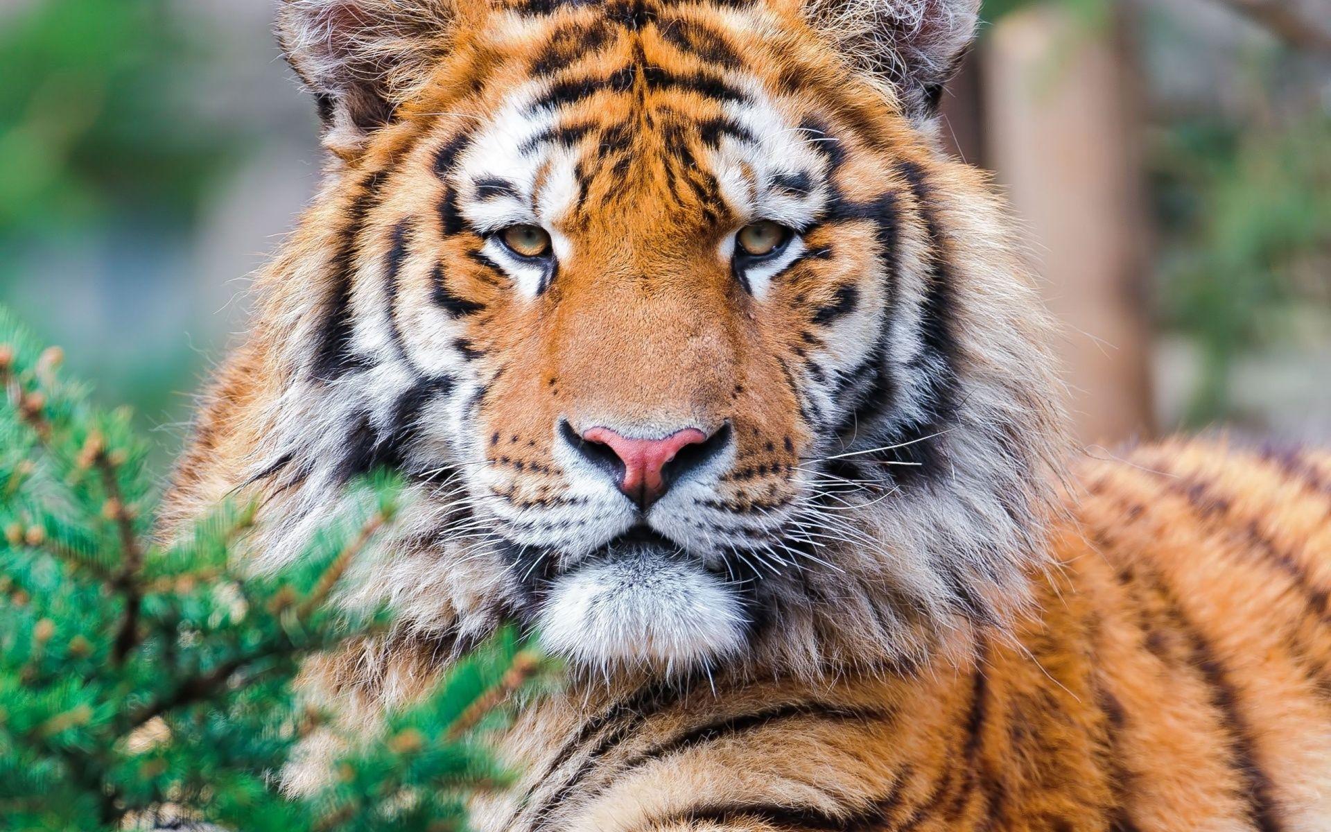 Wild Sumatran Tiger Desktop Background HD 2560x1920
