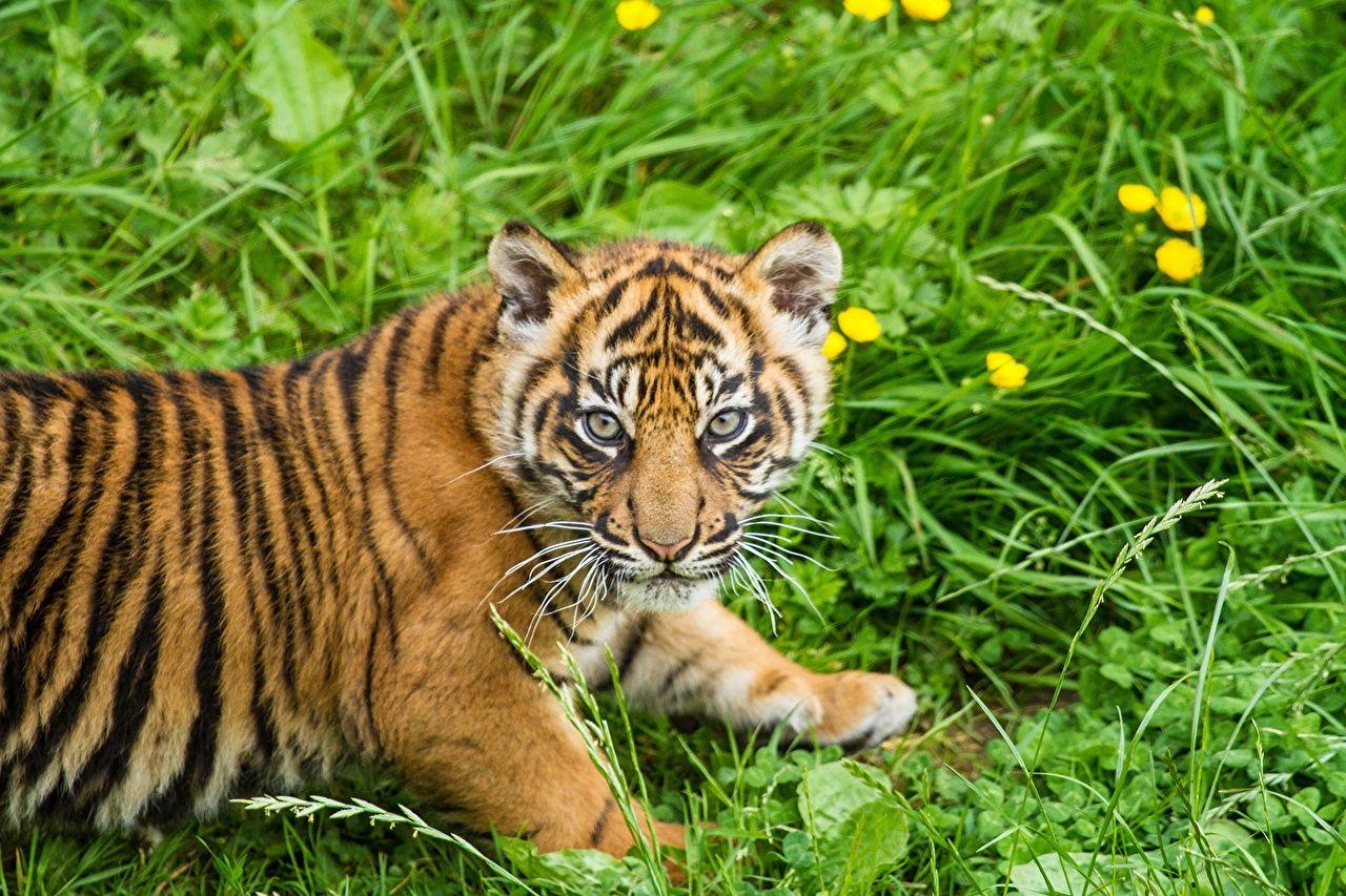 Picture Sumatran tiger Tigers Cubs Grass Animals Staring