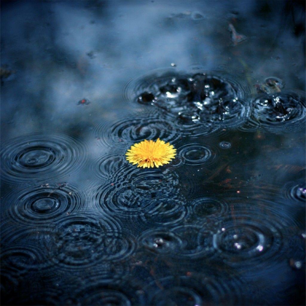 Flower Kap Daisy Yellow Rain Ripple Wallpaper For Android