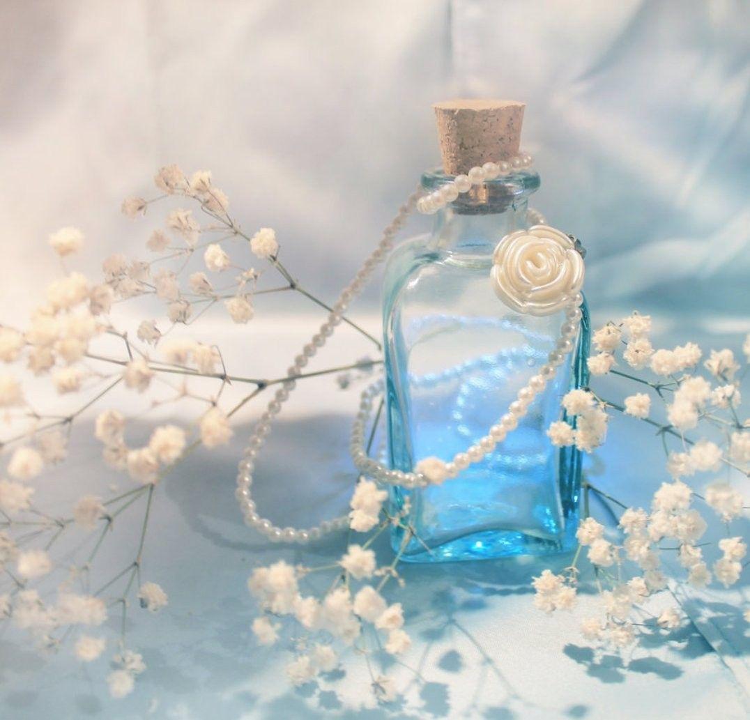 Flower: Innocence Flowers White Blue Bottle Soft Feminine Flower