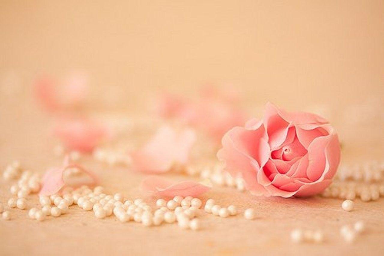 Feminine Tag wallpaper: Flowers Perfume Touch Soft Photography