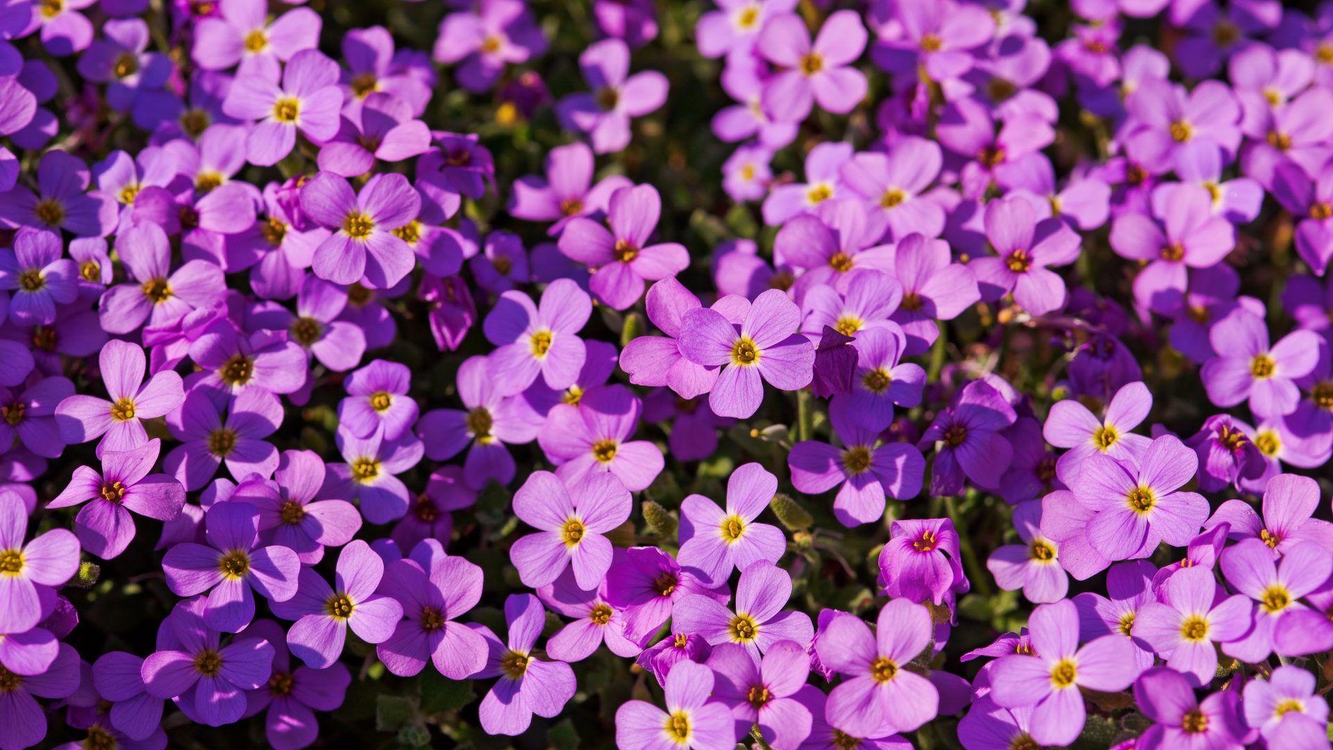Wallpaper Predominant #bb66cc Color: Purple Pretty Flowers
