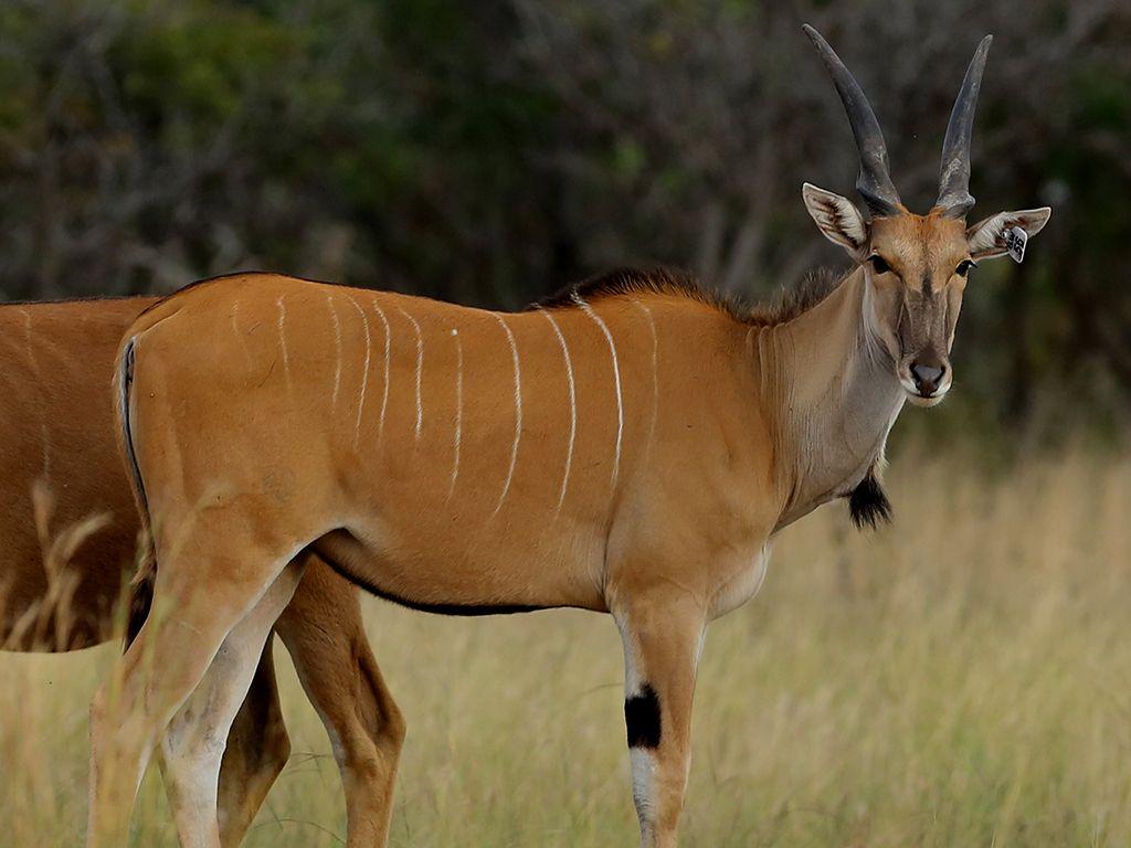 Eloping with the Eland. Big 5Big 5