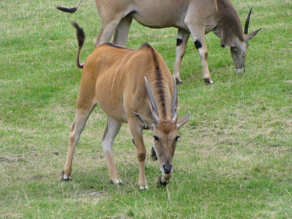 Common Eland 02