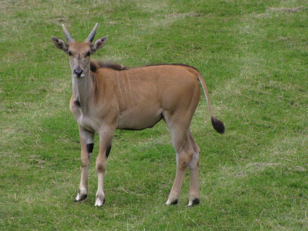 Animal Eland Wallpaper