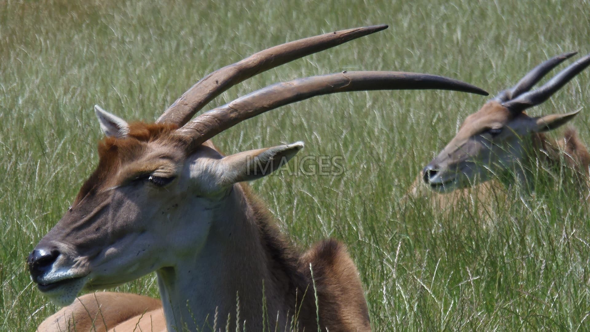 Eland, Antelope, Deer, Animals, Mammals