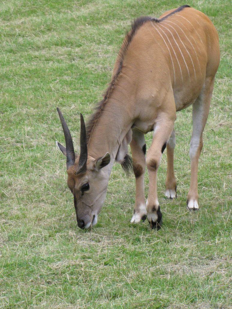 Common Eland 04