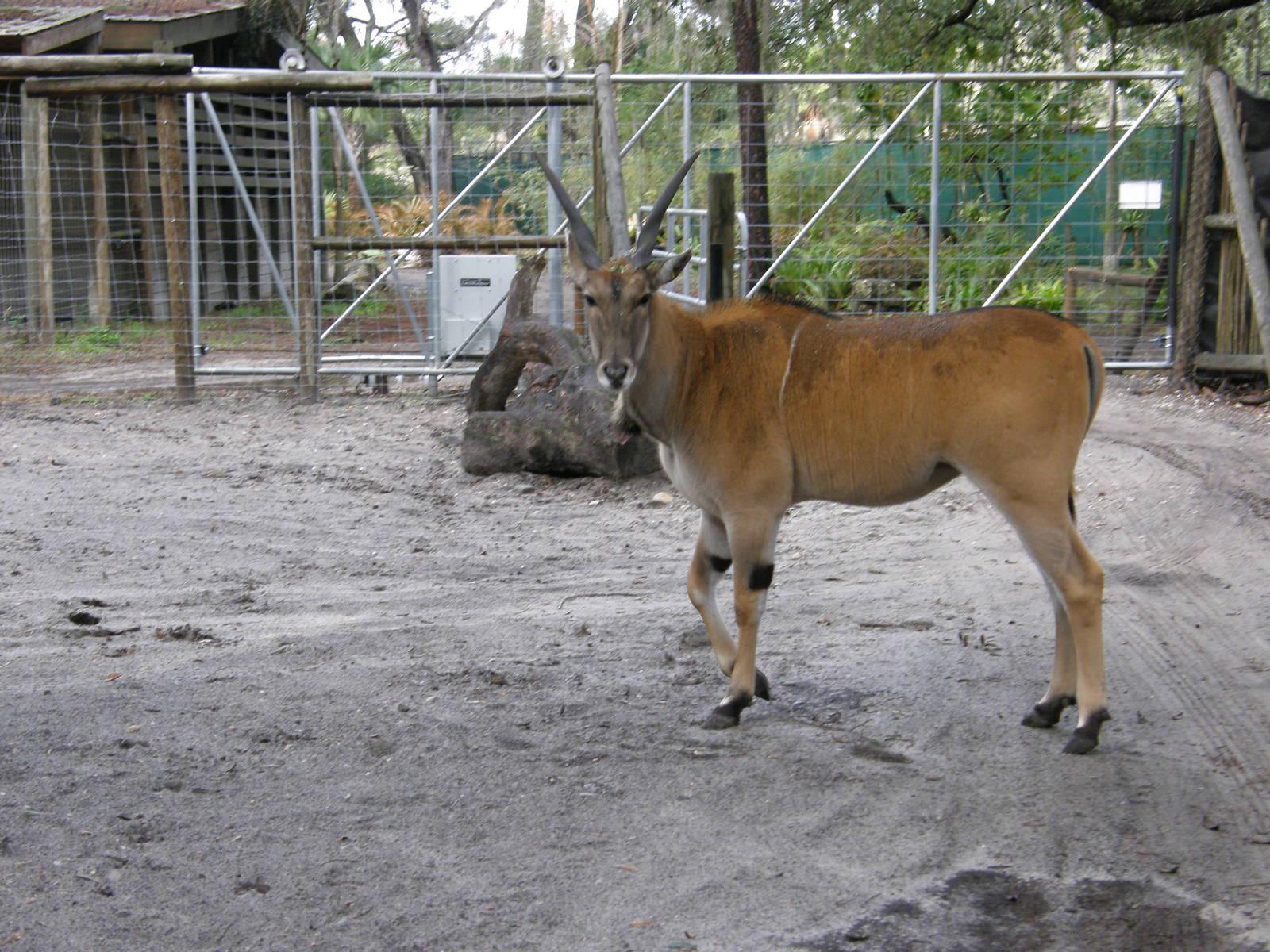 common eland