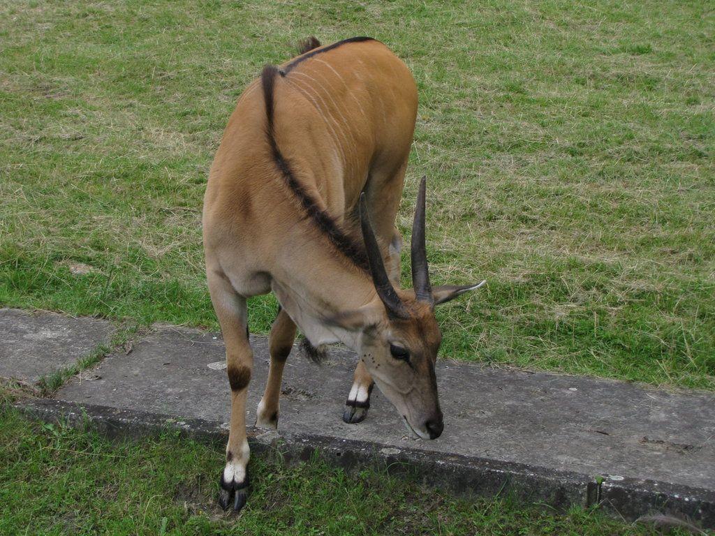 Common Eland 05
