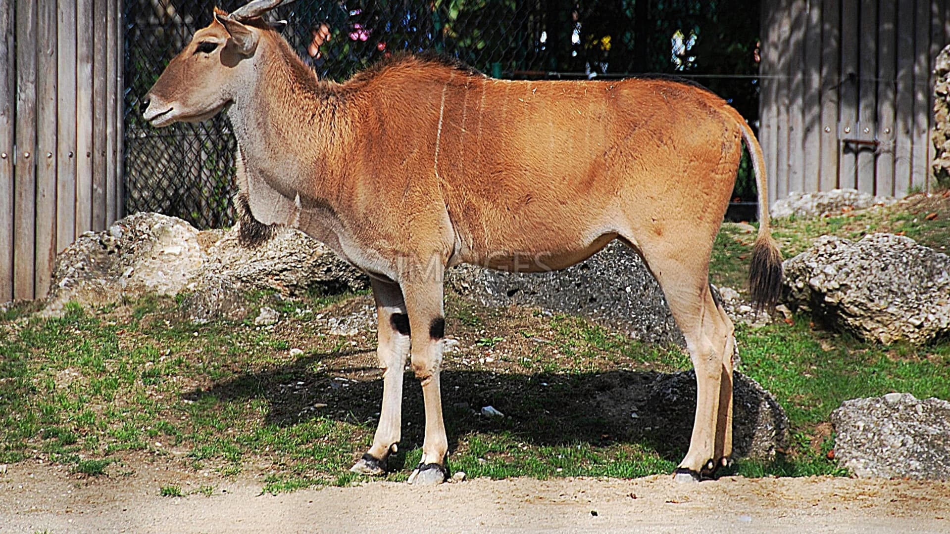 Eland, Antelope, Deer, Animals, Mammals