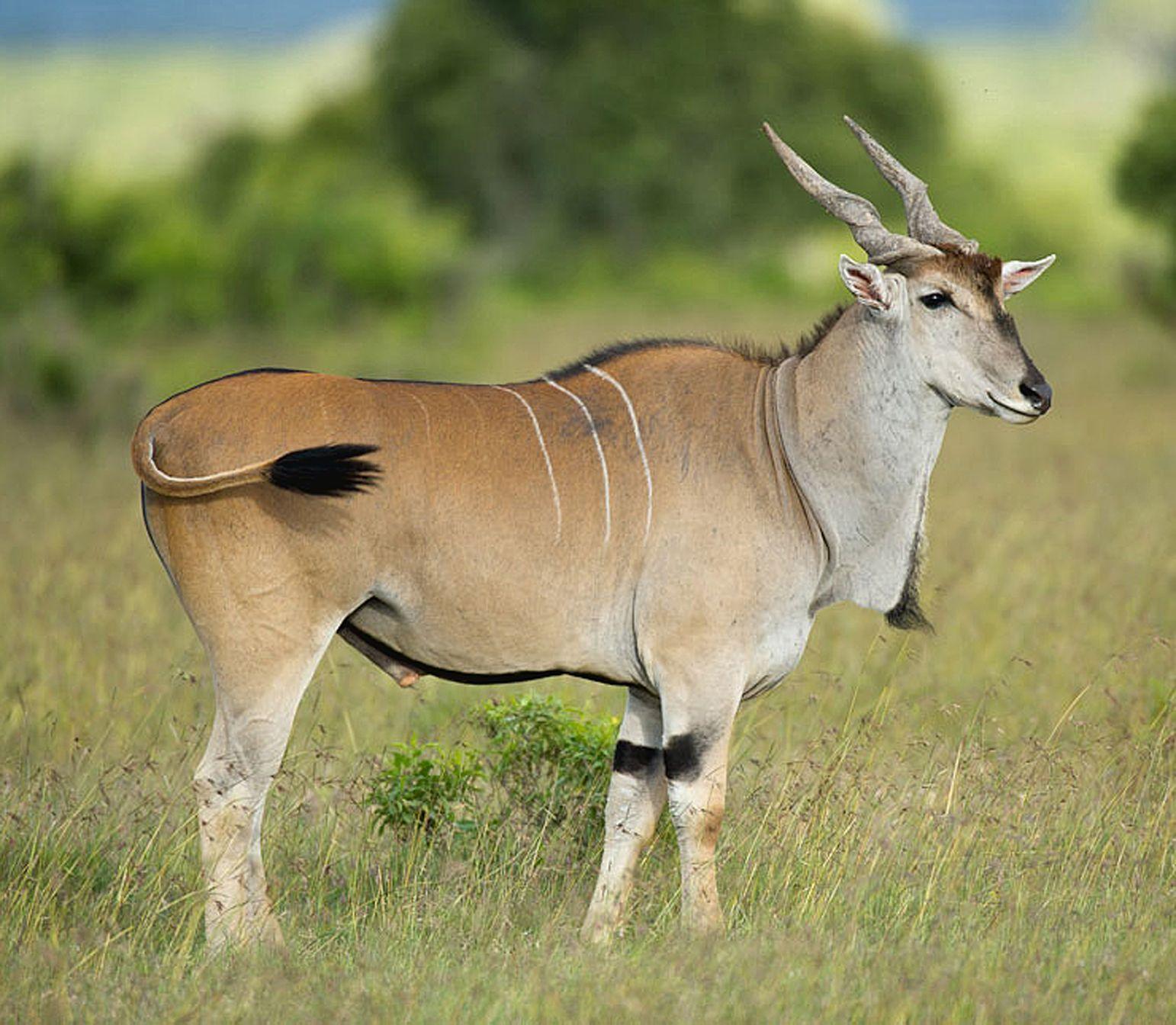 Редкие животные африки фото с названиями и описанием