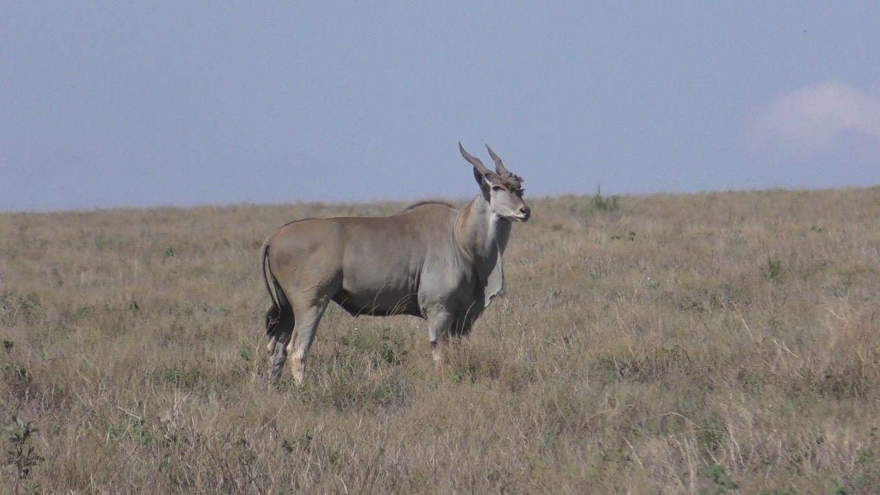 Common eland HD Wallpaper and Photo